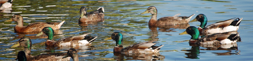 Mallards